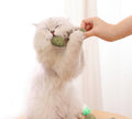 Pack 2 Juguetes Interactivos para Gatos;   Ratón y Pelota de Hierba Gatera