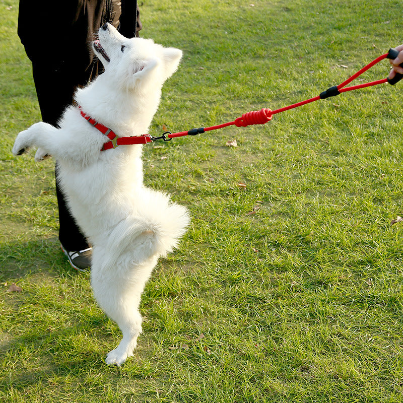 Set Correa y Arnés Colores Vivos Pata-Pata para Perros - Control Total en Cada Paseo