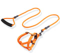 Set Correa y Arnés Colores Vivos Pata-Pata para Perros - Control Total en Cada Paseo