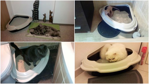 Arenero de Esquina para Gatos Shuttle Corner con Borde Desmontable